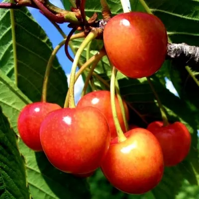 Черешня ФАТЕЖ в Новокузнецке