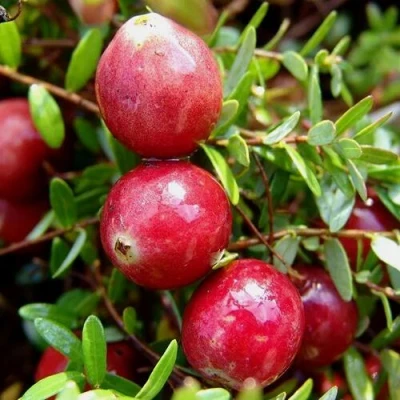 Клюква СТИВЕНС в Новокузнецке