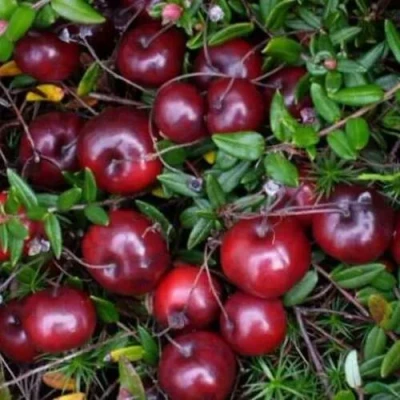 Клюква БЕН ЛИР в Новокузнецке