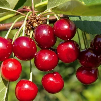 Вишня ЛЮБСКАЯ в Новокузнецке