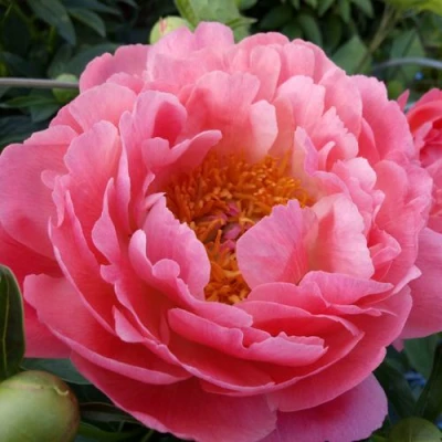 Пион КОРАЛ САНСЕТ травянистый в Новокузнецке