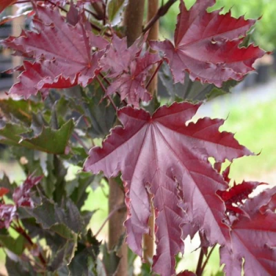 Клен КРИМСОН СЕНТРИ остролистный в Новокузнецке