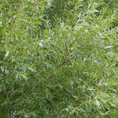 Ива ВИТЕЛЛИНА белая  в Новокузнецке