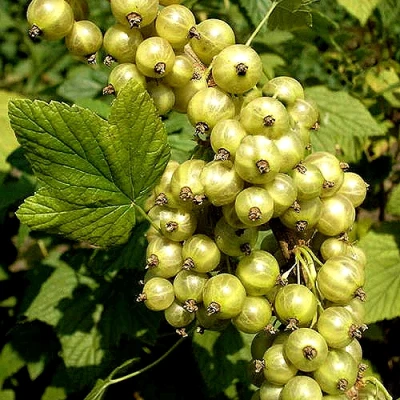 Смородина зеленоплодная СНЕЖНАЯ КОРОЛЕВА в Новокузнецке