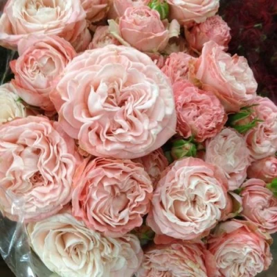 саженцы розы Мадам Бомбастик