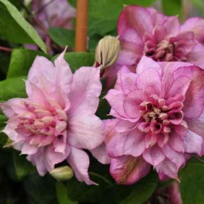 Клематис ИННОСЕНТ ГЛАНС в Новокузнецке