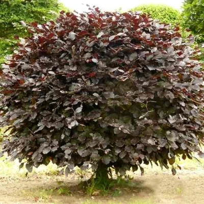 Бук лесной АТРОПУНИЦЕА в Новокузнецке