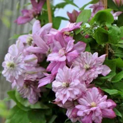 Клематис ИННОСЕНТ ГЛАНС в Новокузнецке