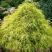 Кипарисовик ФИЛИФЕРА АУРЕА горохоплодный в Новокузнецке