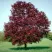 Клен РОЯЛ РЕД остролистный в Новокузнецке