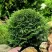 Туя ДАНИКА западная в Новокузнецке