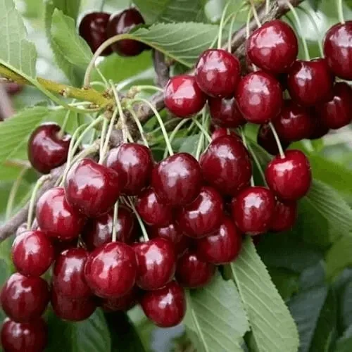 саженцы черешни