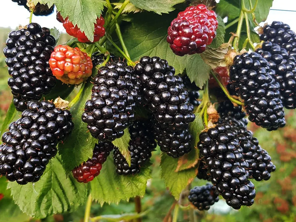 саженцы ежевики саженцы ежевики