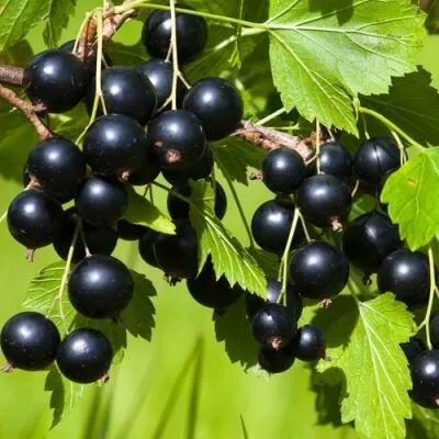 Саженцы смородины оптом в Новокузнецке