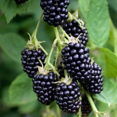 Ремонтантная в Новокузнецке