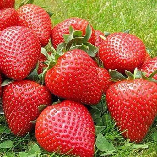 Клубника ЭЛИАНЕ в Новокузнецке