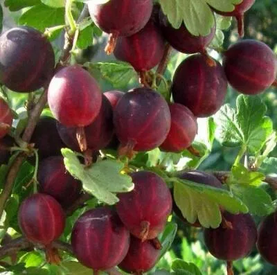 Cаженцы крыжовника оптом в Новокузнецке