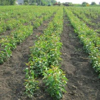 Подвой груши ДИКАЯ ГРУША  Подвой груши ДИКАЯ ГРУША в Новокузнецке