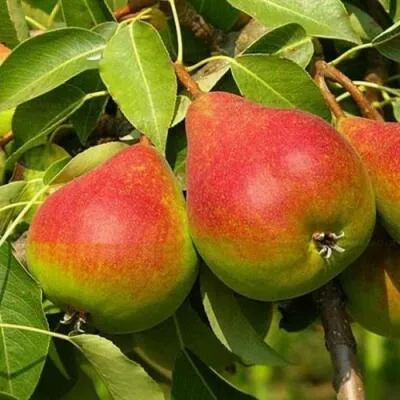 Саженцы груши оптом в Новокузнецке