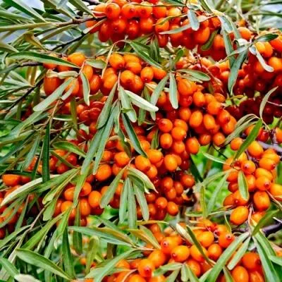 Саженцы облепихи оптом в Новокузнецке