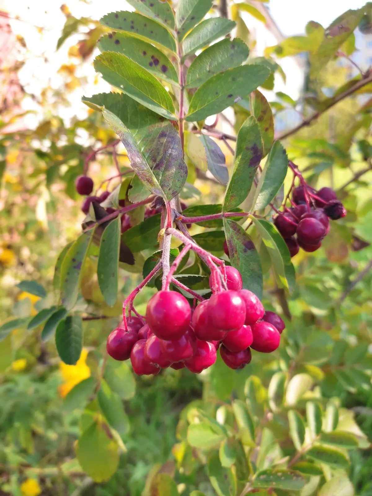 Рябина Рябина