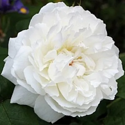 Саженцы роз ВИНЧЕСТЕР КАФЕДРАЛ английская  Саженцы роз ВИНЧЕСТЕР КАФЕДРАЛ английская в Новокузнецке