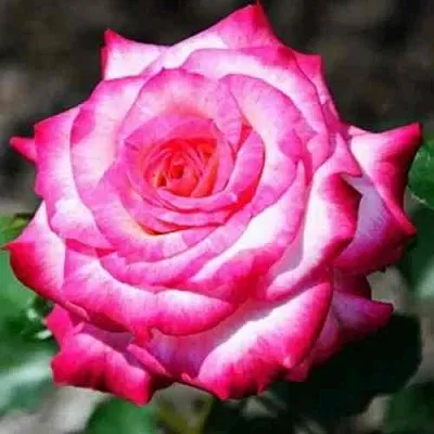 Саженцы роз АРИФА флорибунда  Саженцы роз АРИФА флорибунда в Новокузнецке