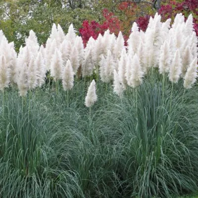 Кортадерия белая (пампасная трава) в Новокузнецке