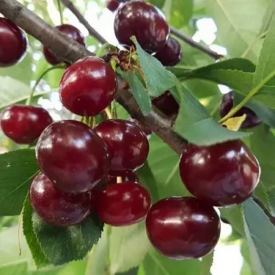 Дюк СЛАВЯНКА  Дюк СЛАВЯНКА в Новокузнецке