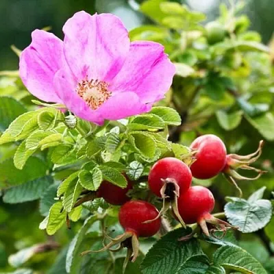 Шиповник  в Новокузнецке