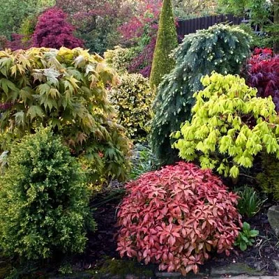 Декоративные растения в Новокузнецке