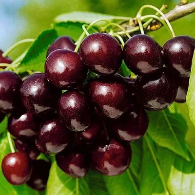 Черешня ВИТЯЗЬ в Новокузнецке