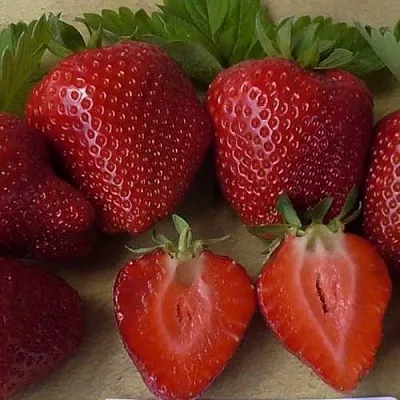 Клубника САНДРА  Клубника САНДРА в Новокузнецке