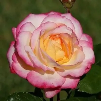 Саженцы роз ЛАМИНУЭТ флорибунда  Саженцы роз ЛАМИНУЭТ флорибунда в Новокузнецке