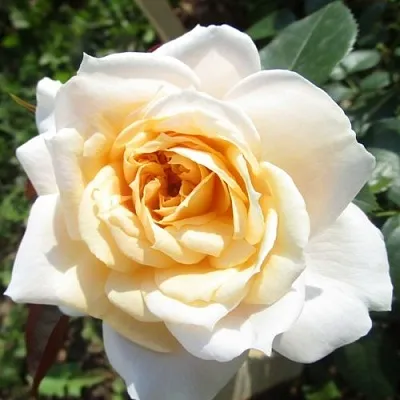 Саженцы роз ЛИОНС РОУЗ флорибунда  Саженцы роз ЛИОНС РОУЗ флорибунда в Новокузнецке