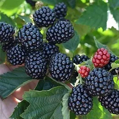 Ежевика ПОЛАР бесшипная  Ежевика ПОЛАР бесшипная в Новокузнецке