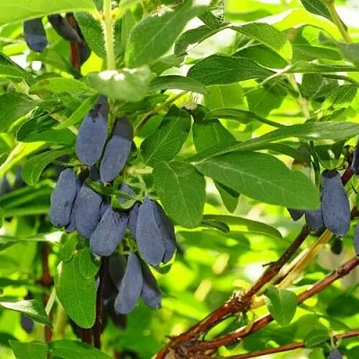 Жимолость съедобная ЛЕБЁДУШКА  Жимолость съедобная ЛЕБЁДУШКА в Новокузнецке