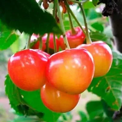 Черешня ДОНЧАНКА в Новокузнецке