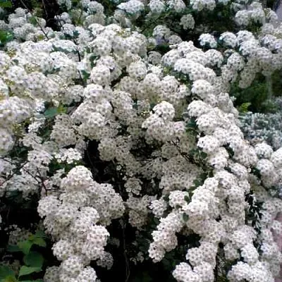 Спирея ВАНГУТТА  Спирея ВАНГУТТА в Новокузнецке