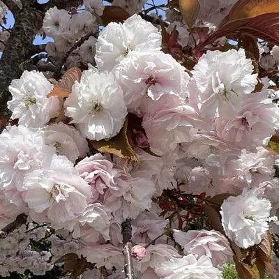 Сакура ШИРОФУГЕН  Сакура ШИРОФУГЕН в Новокузнецке