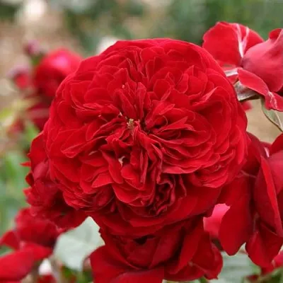 Саженцы роз КРАСНАЯ ШАПОЧКА флорибунда  Саженцы роз КРАСНАЯ ШАПОЧКА флорибунда в Новокузнецке