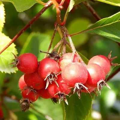 Боярышник ШАМИЛЬ  Боярышник ШАМИЛЬ в Новокузнецке