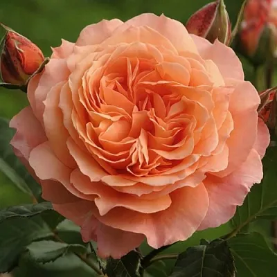 Саженцы роз БЕЛЬВЕДЕР шраб  Саженцы роз БЕЛЬВЕДЕР шраб в Новокузнецке