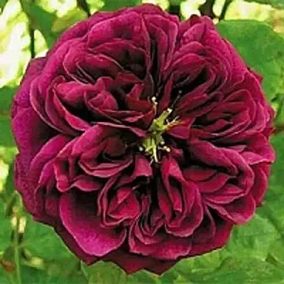 Саженцы роз ЗЕ ПРИНЦ английская  Саженцы роз ЗЕ ПРИНЦ английская в Новокузнецке