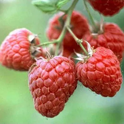 Малина ХЕРИТЕЙДЖ  Малина ХЕРИТЕЙДЖ в Новокузнецке