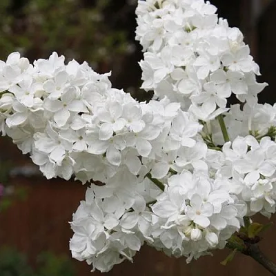 Сирень ФЛОРА  Сирень ФЛОРА в Новокузнецке