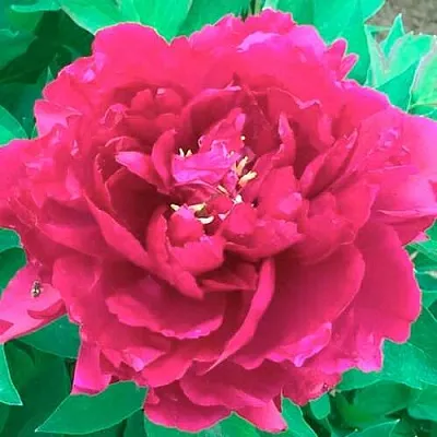 Пион ОСТРОВНОЙ МИНИСТР древовидный  Пион ОСТРОВНОЙ МИНИСТР древовидный в Новокузнецке