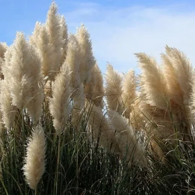 Кортадерия белая (пампасная трава) в Новокузнецке