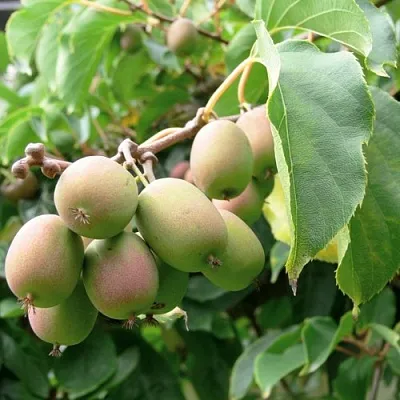 Актинидия ЛЮСИ аргута  в Новокузнецке