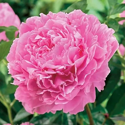 Пион МИСС ЭКХАРТ травянистый  Пион МИСС ЭКХАРТ травянистый в Новокузнецке